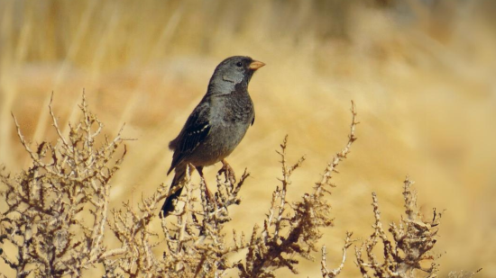 Fotografía Portada del Libro con un ave típica del Valle de Elqui